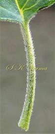  Petiole